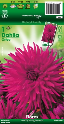 Zomerbollen en vaste planten Dahlia Dahlia cactus Orfeo per 1 Dahlia cactus Orfeo per 1  (a6106)